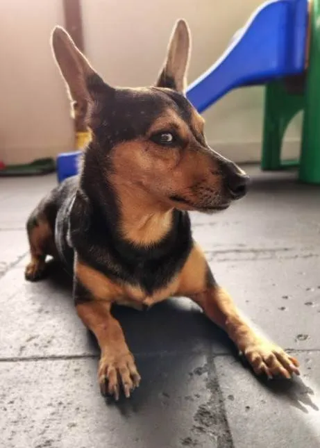 Cachorro ra a SRD-ViraLata idade 7 a 11 meses nome Falar com Melissa - Whats 11 99548-0634