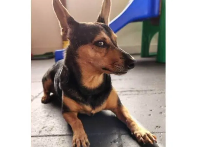 Cachorro ra a SRD-ViraLata idade 7 a 11 meses nome Falar com Melissa - Whats 11 99548-0634