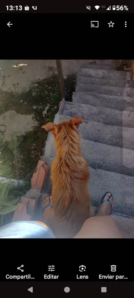 Cachorro ra a SRD-ViraLata idade 7 a 11 meses nome Falar com Janaina - Whats 11 94041-4819