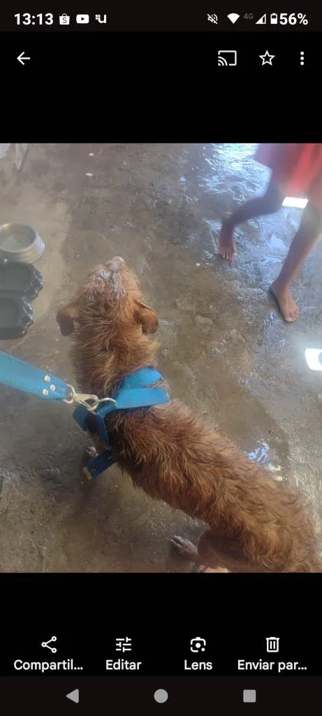 Cachorro ra a SRD-ViraLata idade 7 a 11 meses nome Falar com Janaina - Whats 11 94041-4819
