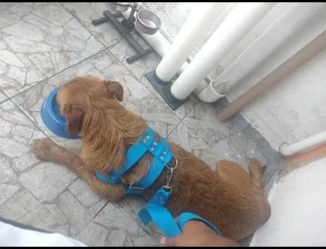 Cachorro ra a SRD-ViraLata idade 7 a 11 meses nome Falar com Janaina - Whats 11 94041-4819