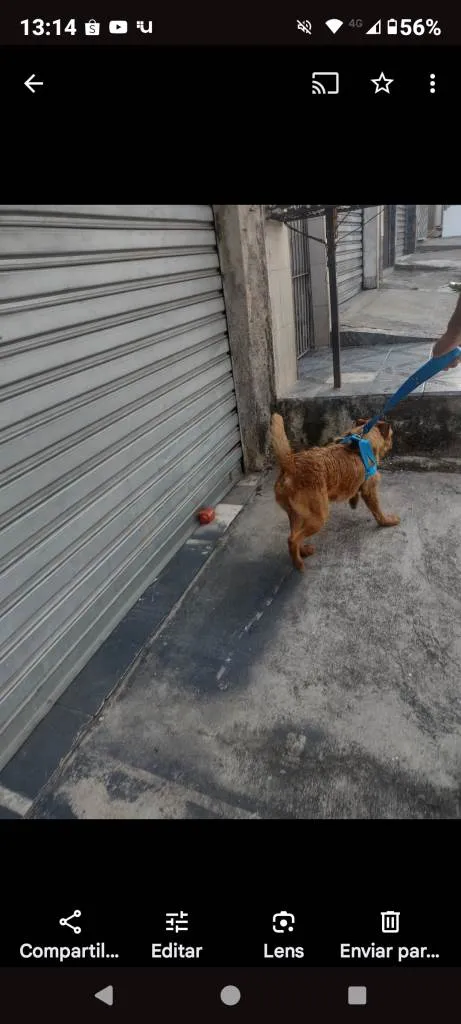 Cachorro ra a SRD-ViraLata idade 7 a 11 meses nome Falar com Janaina - Whats 11 94041-4819
