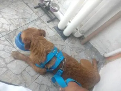 Cachorro raça SRD-ViraLata idade 7 a 11 meses nome Falar com Janaina - Whats 11 94041-4819