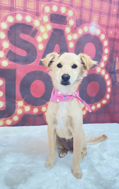 Cachorro raça SRD-ViraLata idade 7 a 11 meses nome Nala