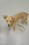 Nala