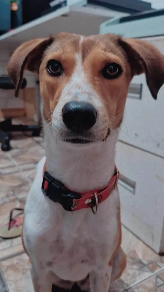 Cachorro ra a SRD-ViraLata idade 2 anos nome Zoe