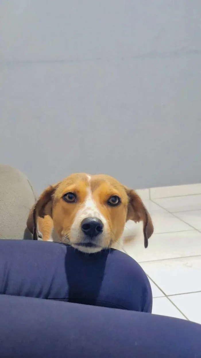 Cachorro ra a SRD-ViraLata idade 2 anos nome Zoe