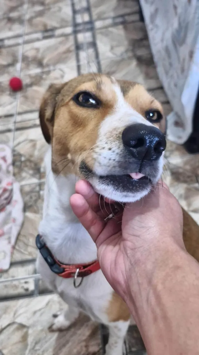 Cachorro ra a SRD-ViraLata idade 2 anos nome Zoe