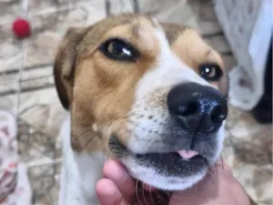 Cachorro raça SRD-ViraLata idade 2 anos nome Zoe