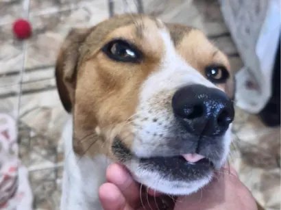 Cachorro raça SRD-ViraLata idade 2 anos nome Zoe