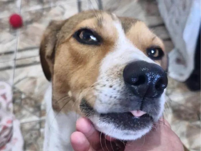 Cachorro ra a SRD-ViraLata idade 2 anos nome Zoe