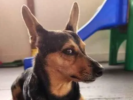 Cachorro ra a SRD-ViraLata idade 7 a 11 meses nome Falar com Melissa - Whats 11 99548-0634