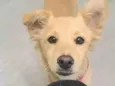 Nala