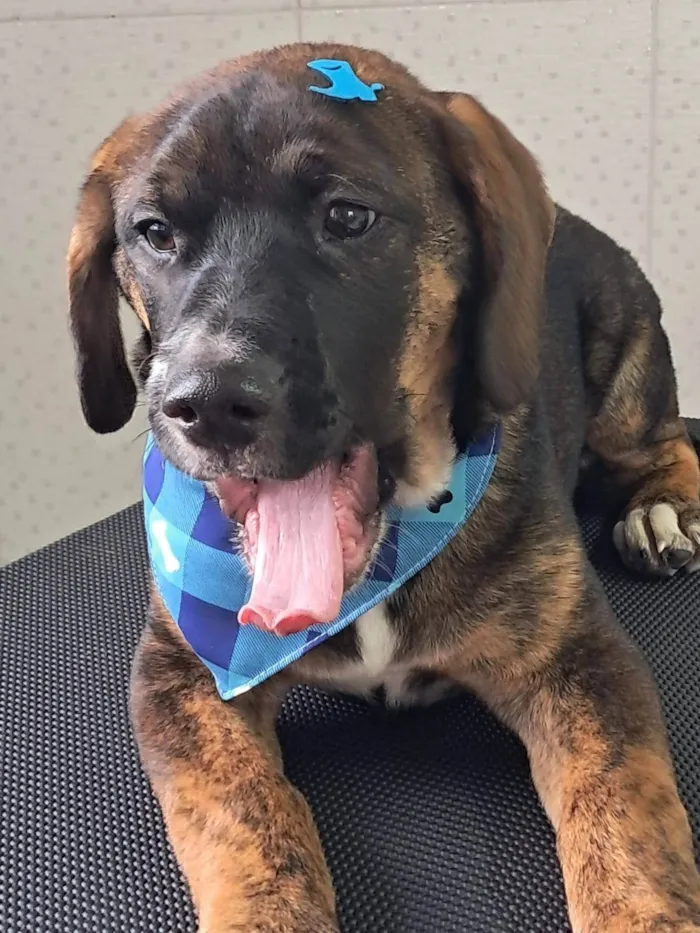 Cachorro ra a Fila  idade 2 a 6 meses nome Tobias 