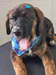 Tobias