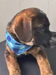 Tobias
