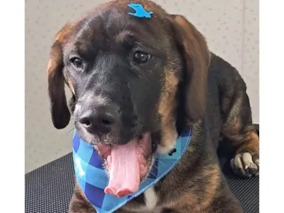 Cachorro raça Fila  idade 2 a 6 meses nome Tobias 