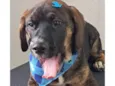 Tobias