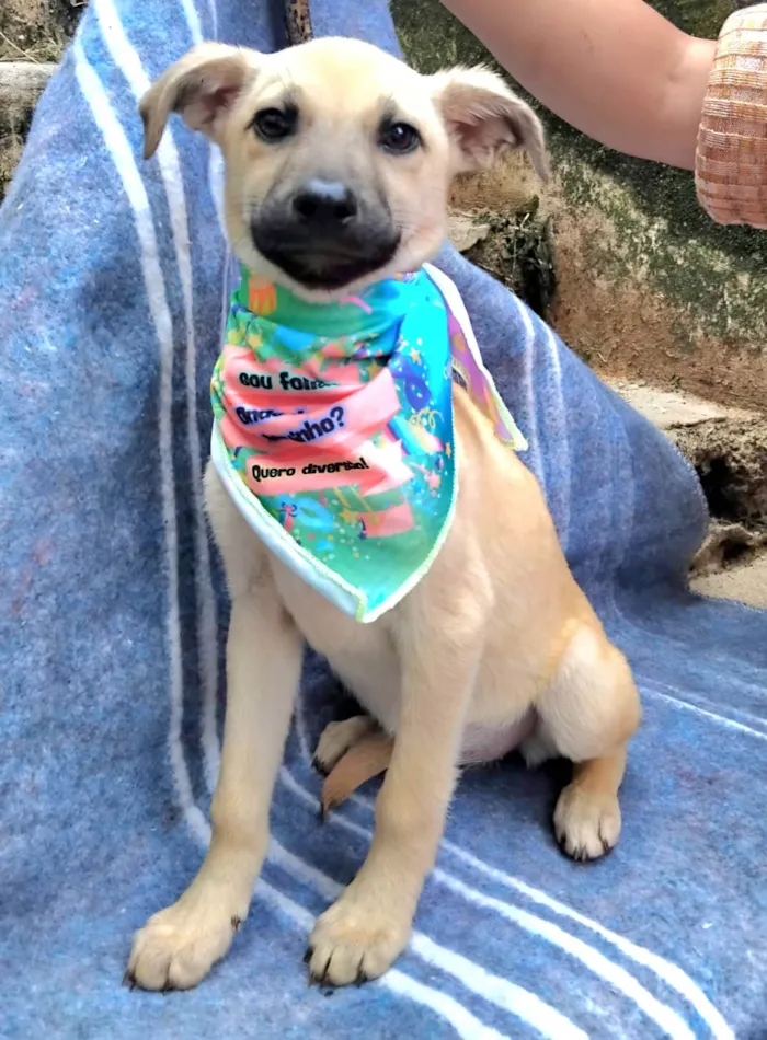 Cachorro ra a SRD-ViraLata idade 2 a 6 meses nome Bela