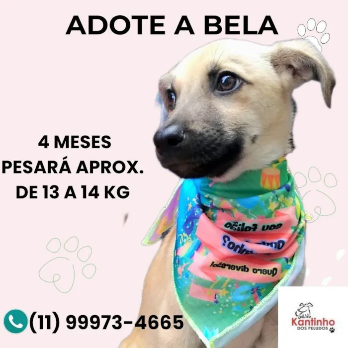 Cachorro ra a SRD-ViraLata idade 2 a 6 meses nome Bela