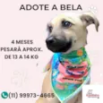 Bela