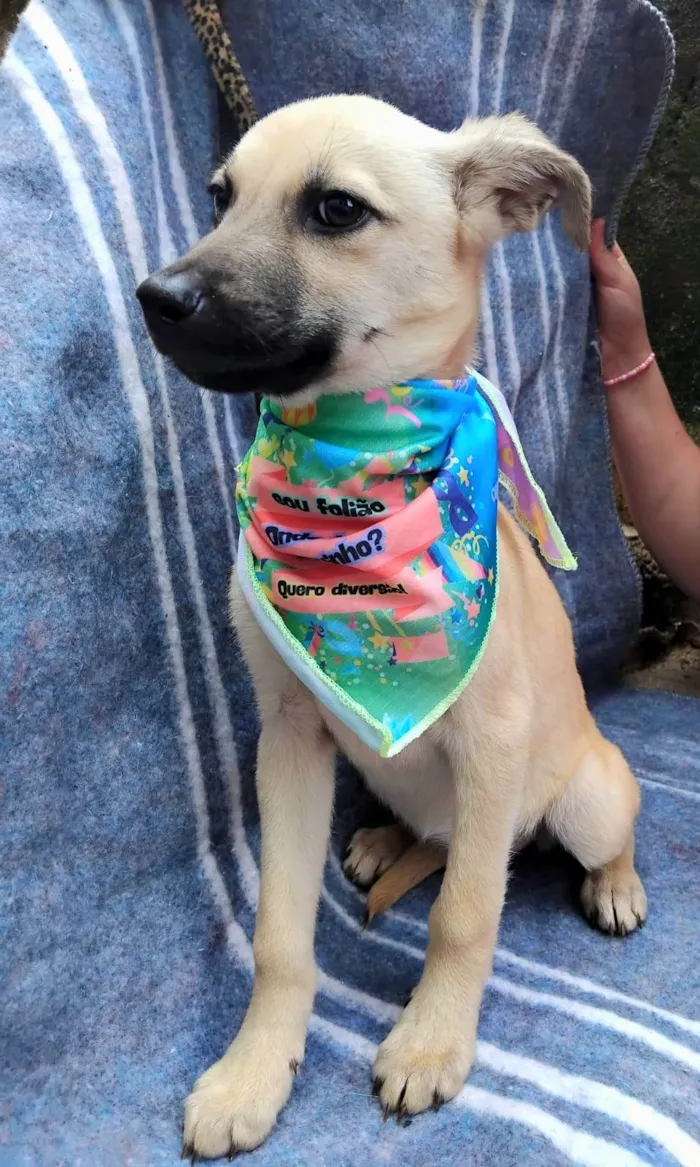 Cachorro ra a SRD-ViraLata idade 2 a 6 meses nome Bela