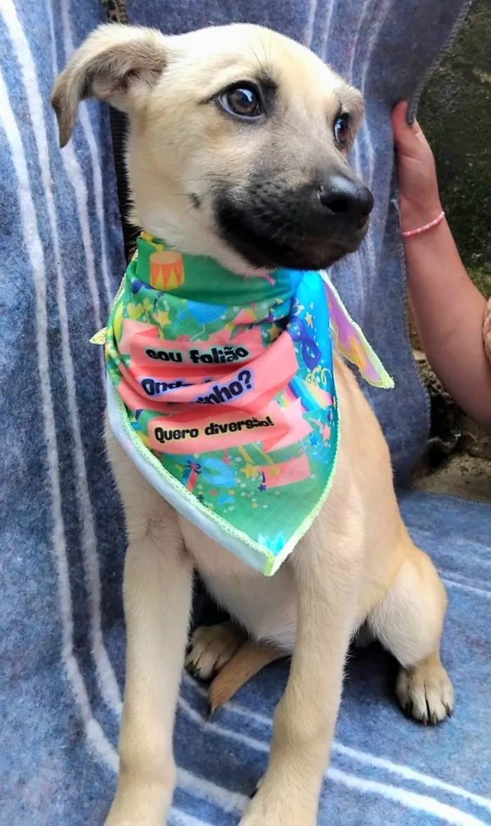 Cachorro ra a SRD-ViraLata idade 2 a 6 meses nome Bela