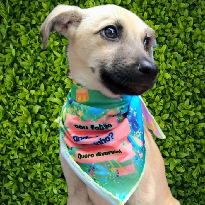 Cachorro ra a SRD-ViraLata idade 2 a 6 meses nome Bela