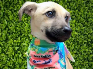 Cachorro raça SRD-ViraLata idade 2 a 6 meses nome Bela