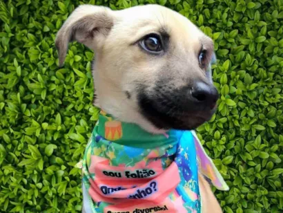 Cachorro raça SRD-ViraLata idade 2 a 6 meses nome Bela