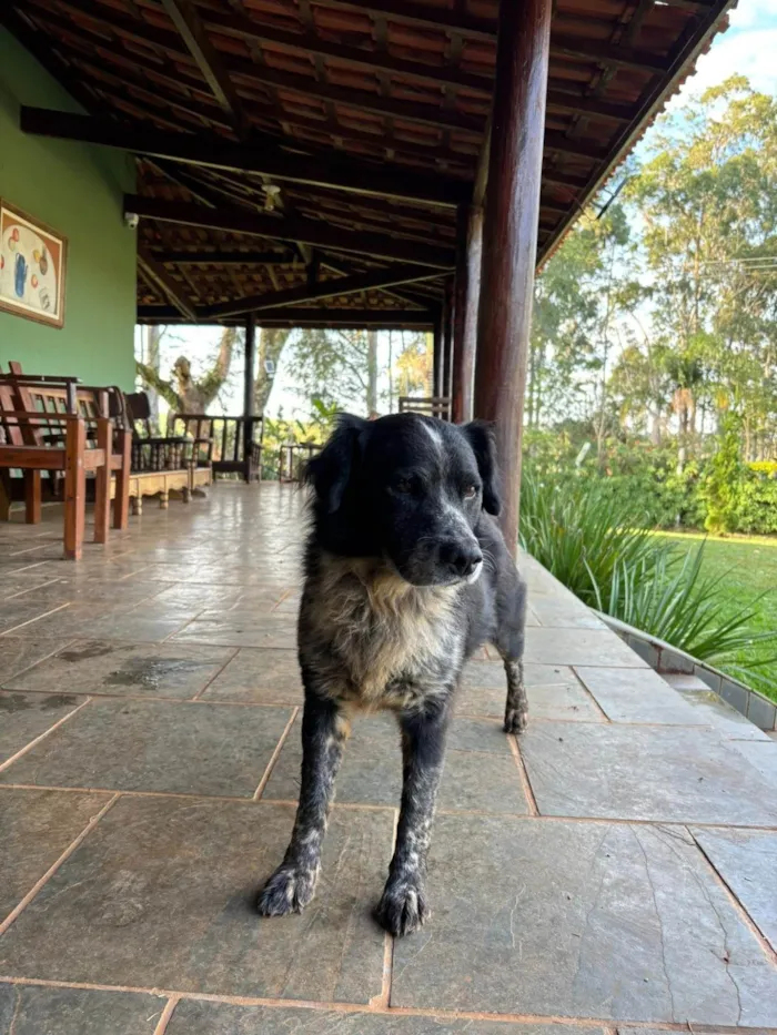 Cachorro ra a SRD-ViraLata idade Abaixo de 2 meses nome Filhotes SRD médio/grande para doação