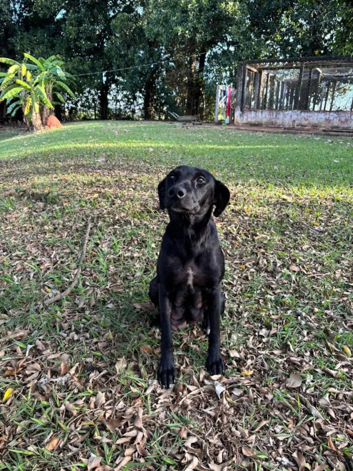 Cachorro ra a SRD-ViraLata idade Abaixo de 2 meses nome Filhotes SRD médio/grande para doação