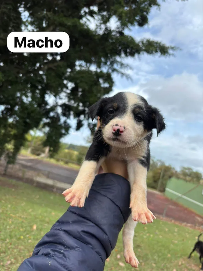 Cachorro ra a SRD-ViraLata idade Abaixo de 2 meses nome Filhotes SRD médio/grande para doação