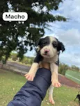 Filhotes SRD médio/grande para doação