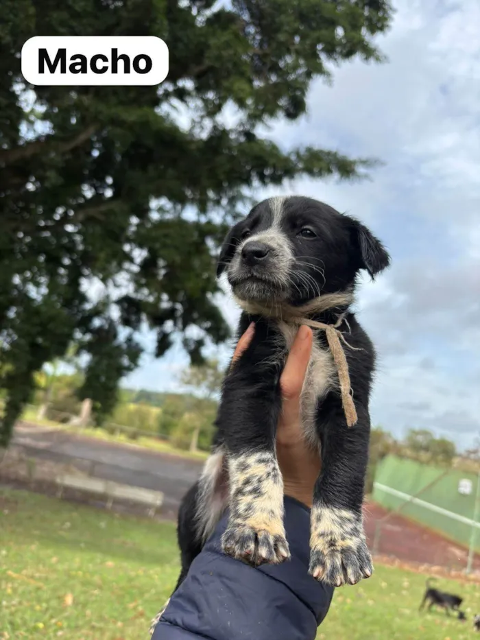 Cachorro ra a SRD-ViraLata idade Abaixo de 2 meses nome Filhotes SRD médio/grande para doação