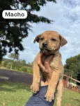 Filhotes SRD médio/grande para doação