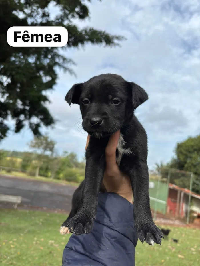 Cachorro ra a SRD-ViraLata idade Abaixo de 2 meses nome Filhotes SRD médio/grande para doação