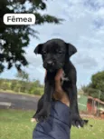 Filhotes SRD médio/grande para doação