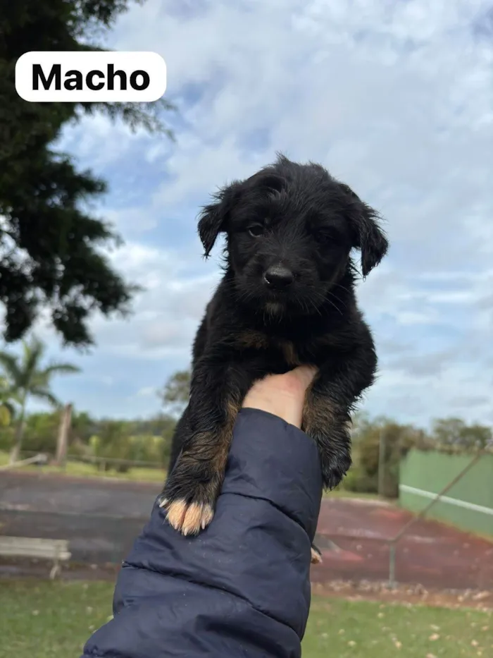 Cachorro ra a SRD-ViraLata idade Abaixo de 2 meses nome Filhotes SRD médio/grande para doação