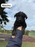 Filhotes SRD médio/grande para doação