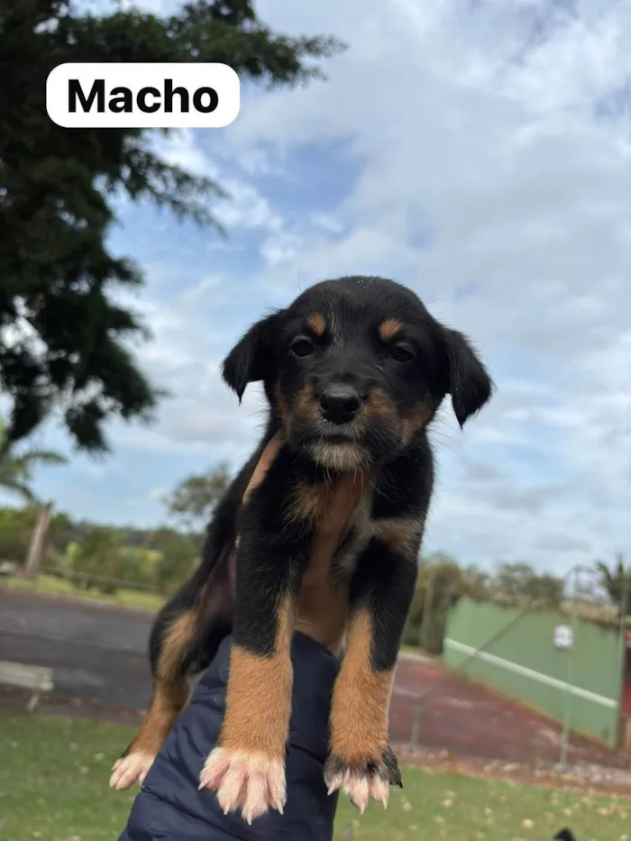 Cachorro ra a SRD-ViraLata idade Abaixo de 2 meses nome Filhotes SRD médio/grande para doação
