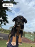 Filhotes SRD médio/grande para doação