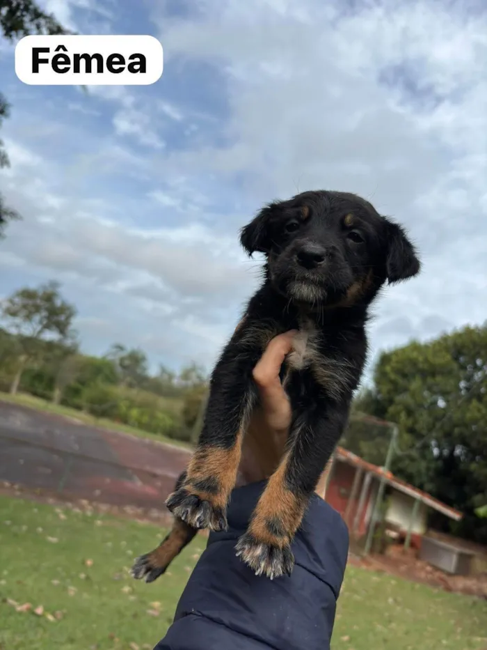 Cachorro ra a SRD-ViraLata idade Abaixo de 2 meses nome Filhotes SRD médio/grande para doação