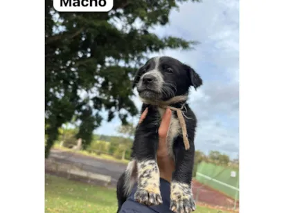 Cachorro raça SRD-ViraLata idade Abaixo de 2 meses nome Filhotes SRD médio/grande para doação