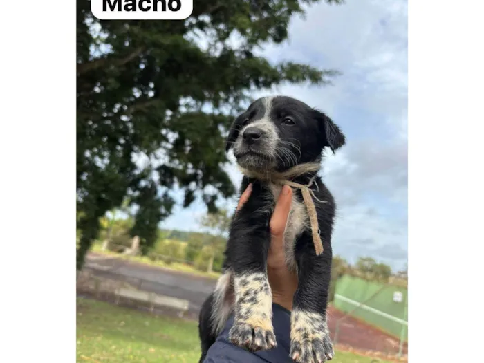 Cachorro ra a SRD-ViraLata idade Abaixo de 2 meses nome Filhotes SRD médio/grande para doação