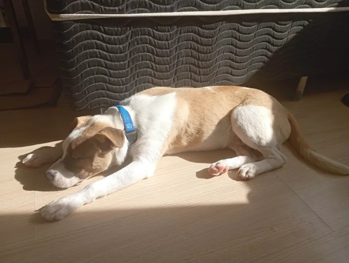 Cachorro ra a Pit-Bull idade 2 a 6 meses nome Skunk