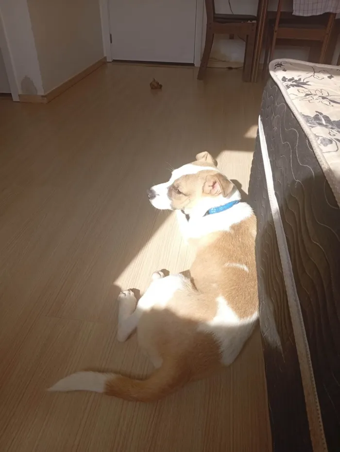 Cachorro ra a Pit-Bull idade 2 a 6 meses nome Skunk