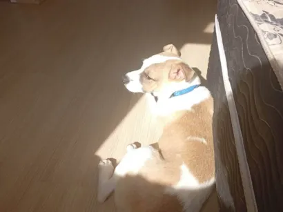 Cachorro raça Pit-Bull idade 2 a 6 meses nome Skunk