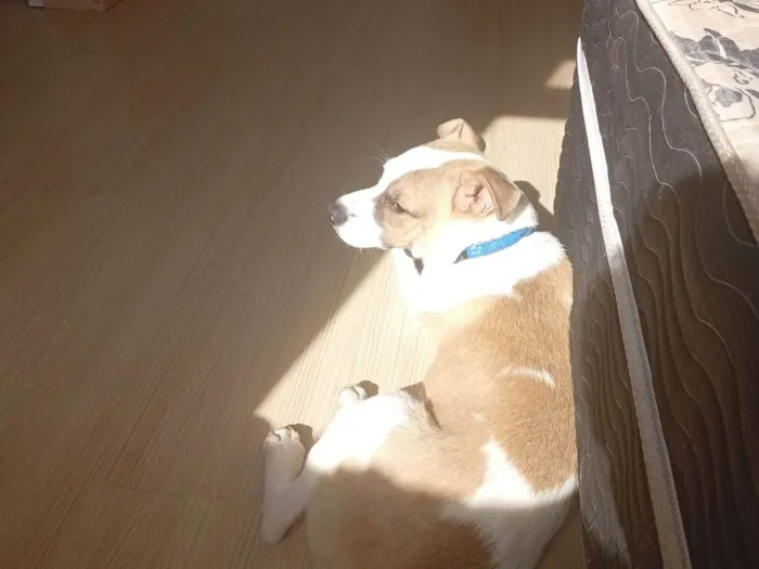 Cachorro ra a Pit-Bull idade 2 a 6 meses nome Skunk