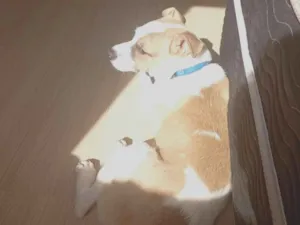 Cachorro raça Pit-Bull idade 2 a 6 meses nome Skunk